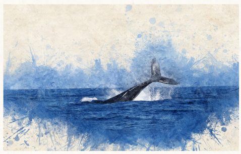 Balena che si inabissa, acquarello